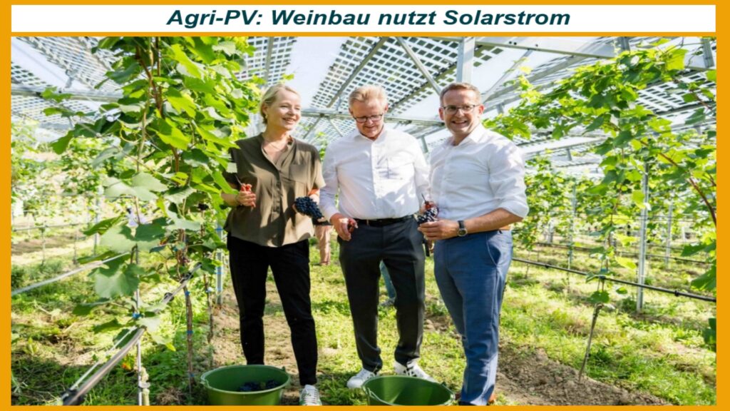 Photovoltaikanlage über Weinreben in Freiburg: Kombiniert erneuerbare Energieerzeugung mit Weinbau.