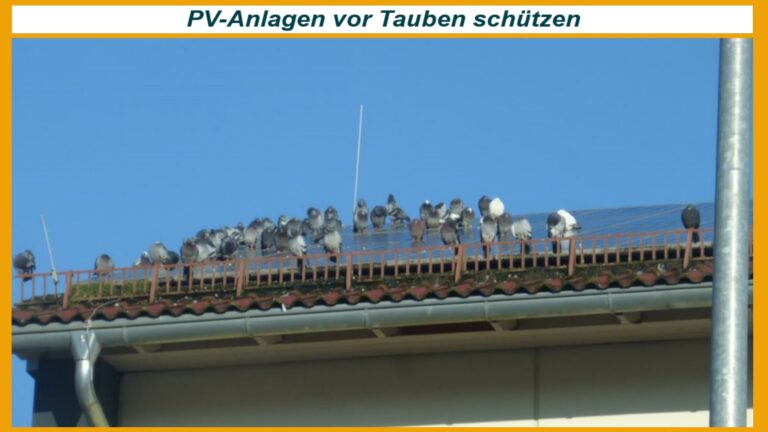 Symbolfoto: Tauben auf einer PV-Anlage