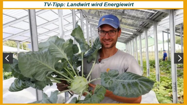 Landwirt im Gewächshaus mit Kohlrabi: TV-Tipp zu Landwirtschaft und Photovoltaik.