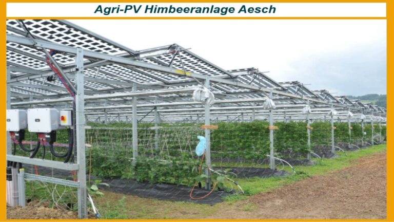 Foto der Agri-Photovoltaik Pilotanlage über der Himbeerplantage in Aesch, Schweiz.