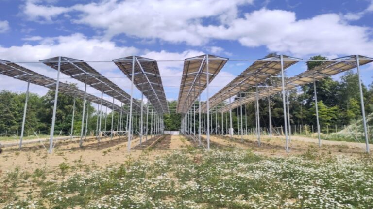 Aufgeständerte Photovoltaikanlage schützt junge Bäume auf einer Wiederaufforstungsfläche in Baden-Württemberg.