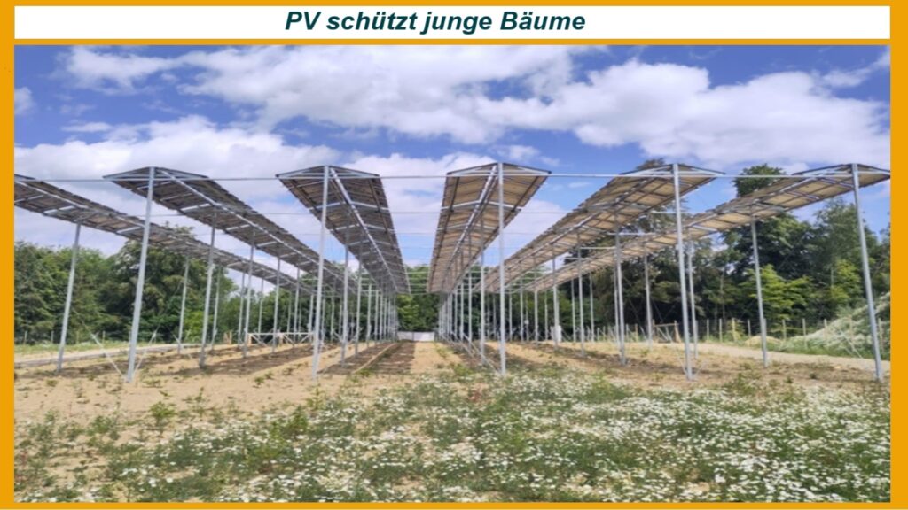 Aufgeständerte Photovoltaikanlage schützt junge Bäume auf einer Wiederaufforstungsfläche in Baden-Württemberg.