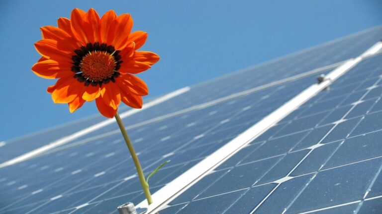 Symbolbild eines Photovoltaik-Moduls mit Blume, das die Verbindung zwischen Solarenergie und Natur darstellt.