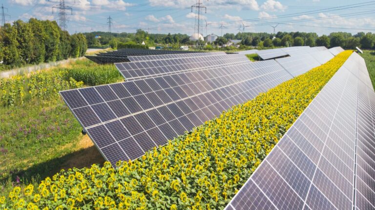 Solarmodule und Sonnenblumenfelder folgen gemeinsam dem Sonnenlauf auf dem Sonnenfeld Bruck/Leitha.