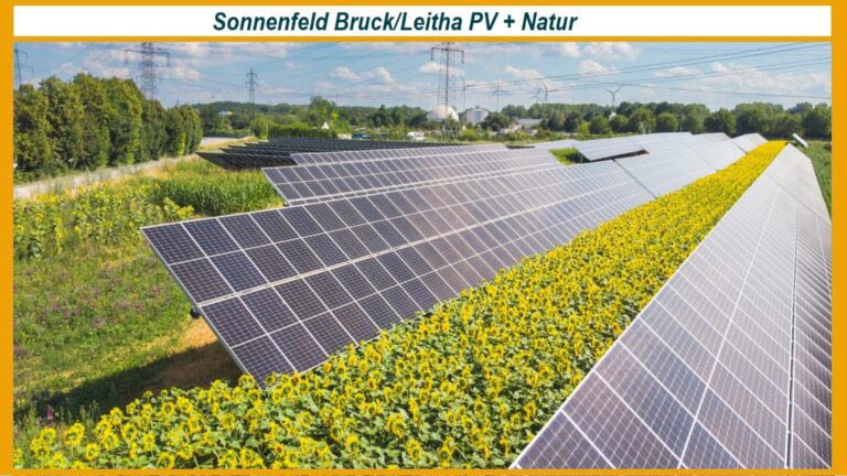 Solarmodule und Sonnenblumenfelder folgen gemeinsam dem Sonnenlauf auf dem Sonnenfeld Bruck/Leitha.