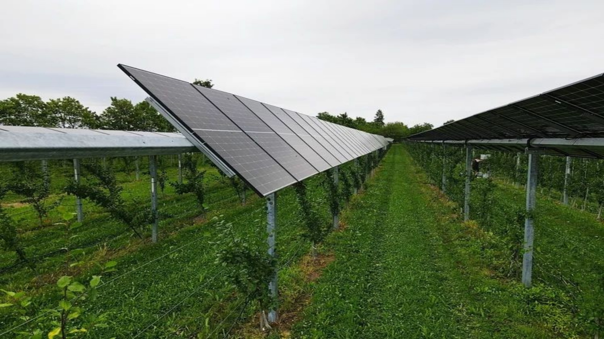 Agri-Photovoltaik-Anlage mit nachgeführten Solarmodulen über jungen Apfelbäumen, ergänzt durch Energiespeicher.