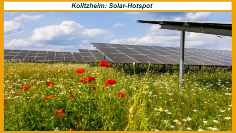 Blühende Blumen vor dem Solarpark Herleshof – Symbolbild für Solarstrom, Artenvielfalt und Energiewende.