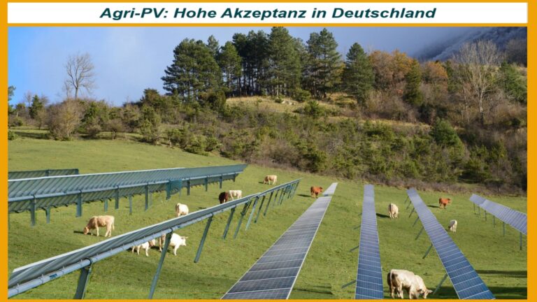 Kühe grasen unter einer Agri-PV-Anlage, Studie der Universität Bonn zeigt hohe Akzeptanz.