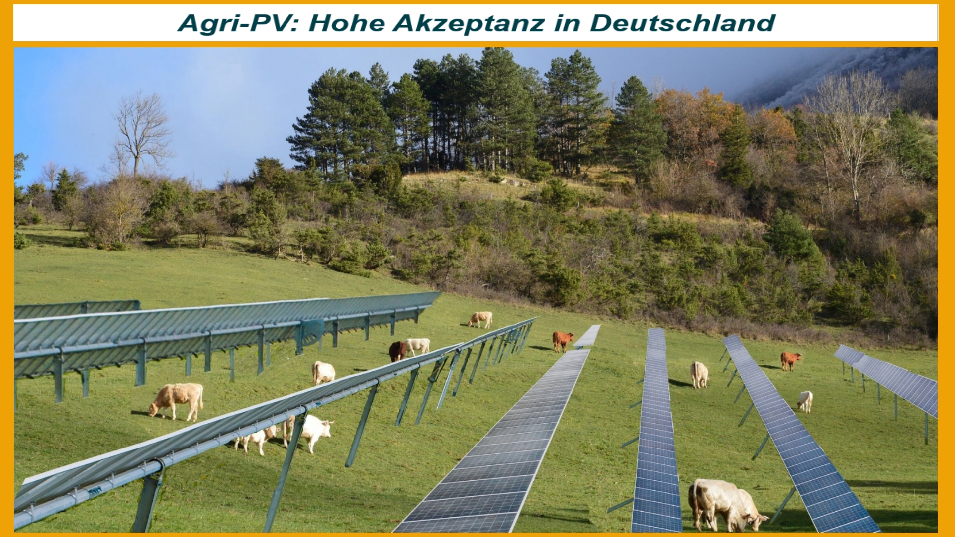 Kühe grasen unter einer Agri-PV-Anlage, Studie der Universität Bonn zeigt hohe Akzeptanz.